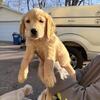 Female Purebred Golden Retriever Puppy!