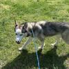 1 year old husky