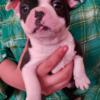 Boston terrier puppies Brownstown