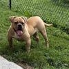 Open to Offers - Female Bulldogges