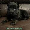 AKC German Shepherds 