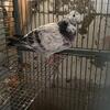 Variety of Pigeons
