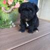 Havapoo puppy male 8 weeks