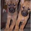 Belgian-Korean Jindo-Malinois puppies $250