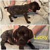 Male German Shorthaired Pointers for Sale