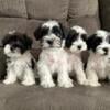 MINIATURE SCHNAUZERS - READY NOW