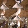 Pigeons, pigeonworld.com  #Kaftar #Bird #homingpigeon