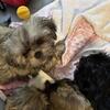 > Purebred Imperial Shih Tzu Puppies - Vet Checked & First Shots - Pad Trained - 1 Girl & 2 Boys