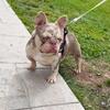 ADULT MALE FRENCHIE STUD