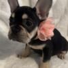 11 week French bulldog puppy