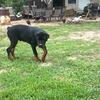Serbian Rottie pup
