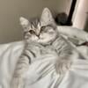 Female British shorthair kitten