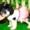 Chicago Shihpoo X. Female/Male Pups