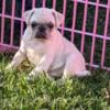 Akc pug puppies 