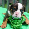 BEAUTIFUL AKC Registered English Bulldogs puppies in Louisville, KY