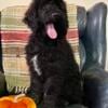 Standard Poodle Male Puppy Black Fading Coat