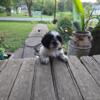 Ckc shih tzu male puppies