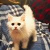 Celeste | Female, Pure Bred, Doll Face Persian Kitten (CFA)