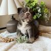 Rojo Tri Big Rope French Bulldog Puppy
