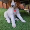 Standard Poodle puppies