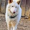 Adorable wolfdog pups ready