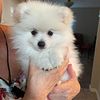 ckc pomeranian stud service plz read entire ad.