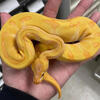 Ball python collection for sale