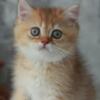 NEW Elite British kitten from Europe with excellent pedigree, female. Ulrica