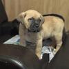 Fawn Male Corso 10 Weeks!