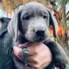 Akc silver lab puppy