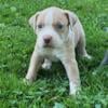 American pitbull Terrier puppies looking for a Home!