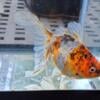 Large calico fantail goldfish