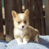 Pembroke Welsh Corgi Puppies