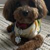 champion bloodline akc toy poodle stud with proven pedigree