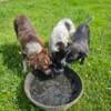 Boarder Collie Blue Heeler puppies