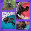 AKC Registered Miniature Dachshund Babies- ALL Sold