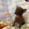Two Little Fluffy Pomchi Puppies (KiKi & Woody)