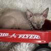 Bambino sphynx kitten for rehome