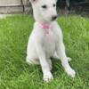 White German Shepherd Female Puppy