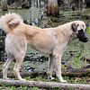 1 Year Old Female Anatolian Shepherd Puppy