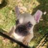 AKC MALE FRENCHIE -Fluffy Gene Carrier