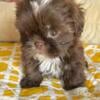 Female CKC Imperial Liver Shih Tzu ready now