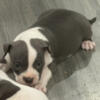 Bully puppies available