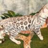 READY FOR THEIR FOREVER HOME! Gorgeous Silver Bengal Kittens! Male & Female Rosetted W/Glittered Pelt