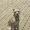 Cane Corso Female available
