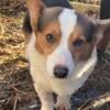 AKC Pembroke Welsh Corgi male