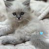Purebred Blue Point Himalayan Kittens