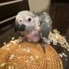 Baby Congo African Grey For Sale