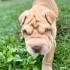 Beautiful, Wrinkly Chinese Shar Pei Puppies