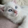 Domestic blue eyed kitten